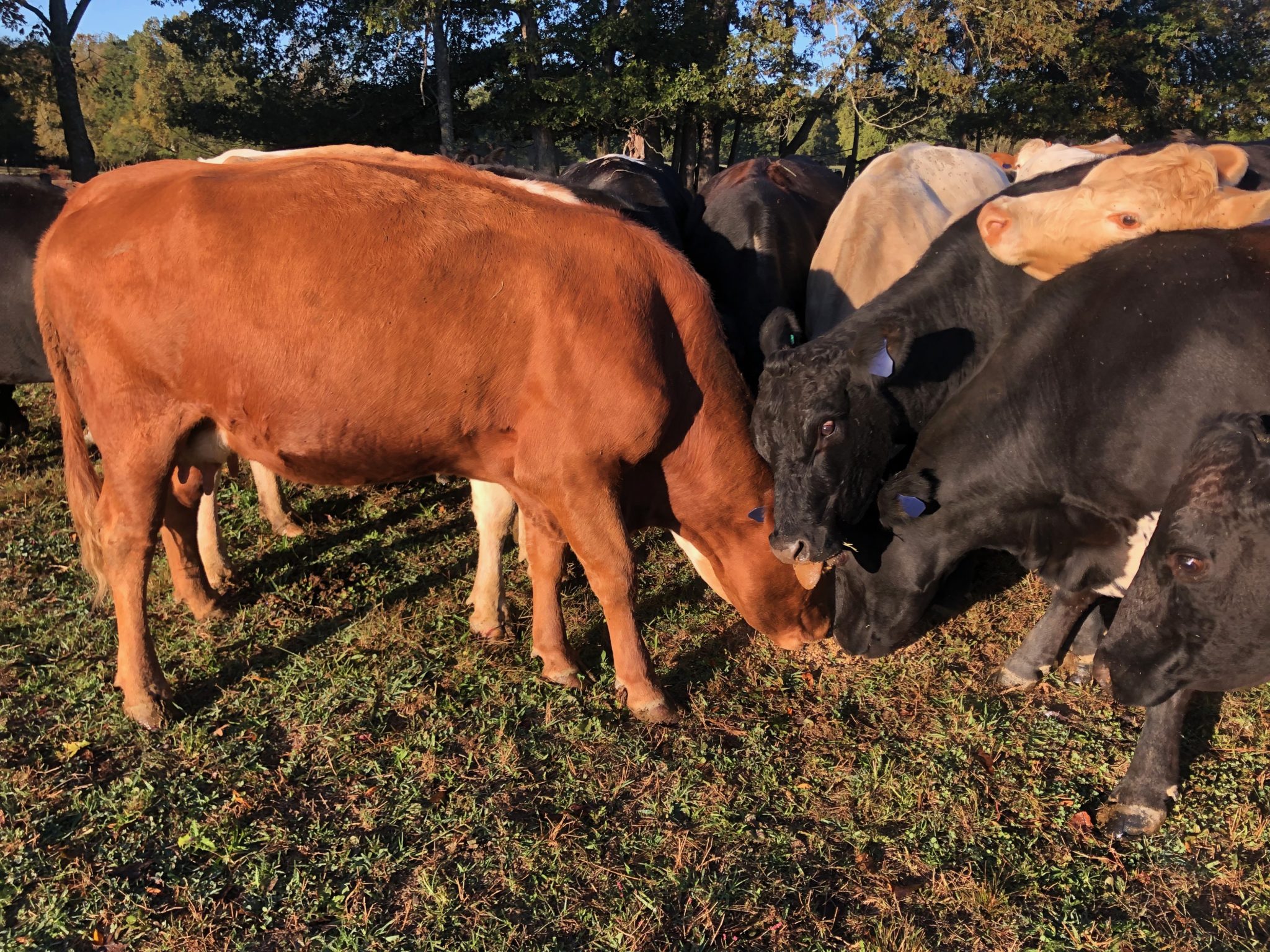 Master Beef/Master Dairy Programs Bradley County