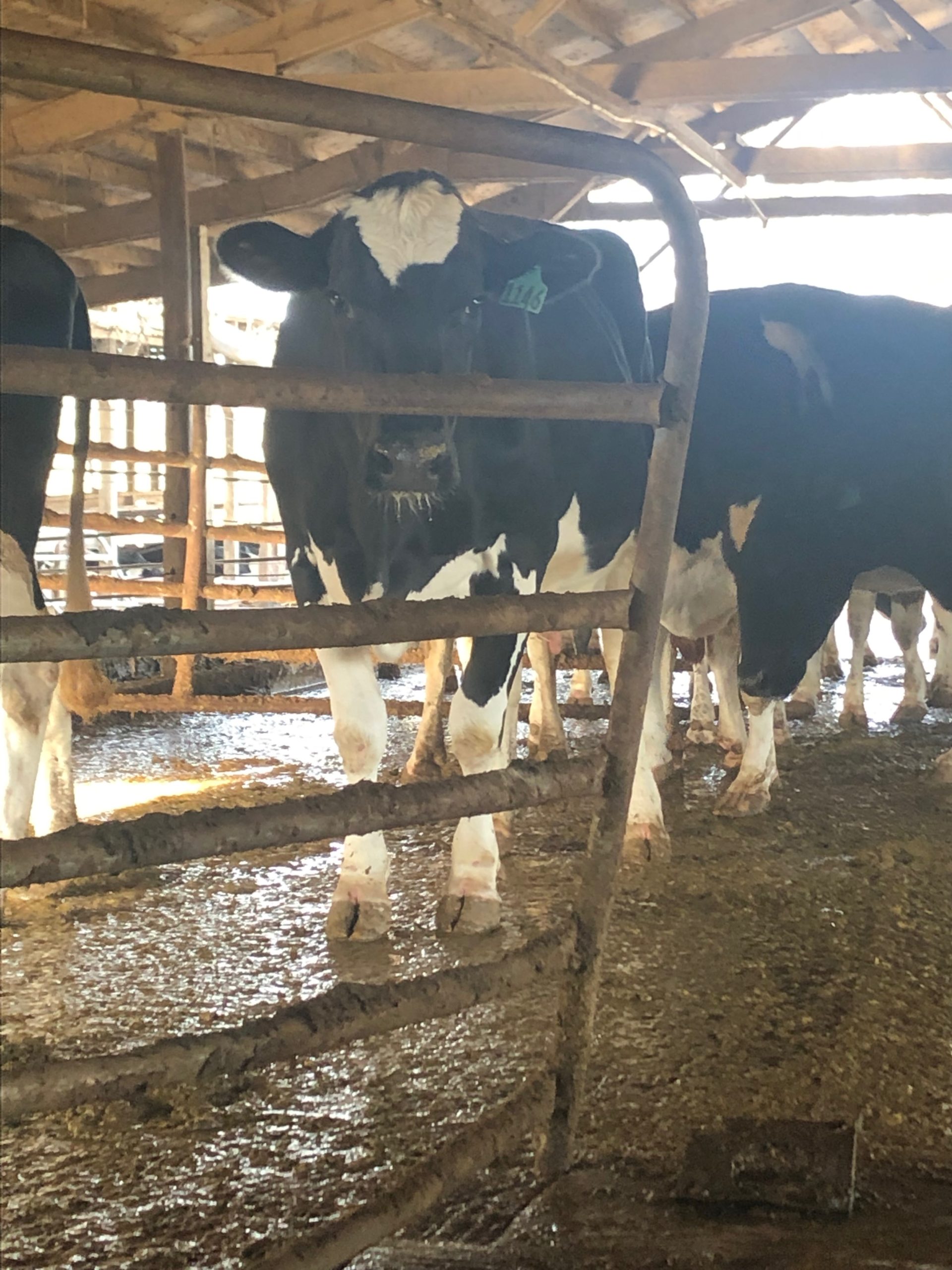 Master Beef/Master Dairy Programs | Bradley County