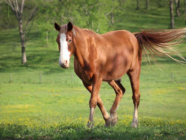 Horse in Pasture