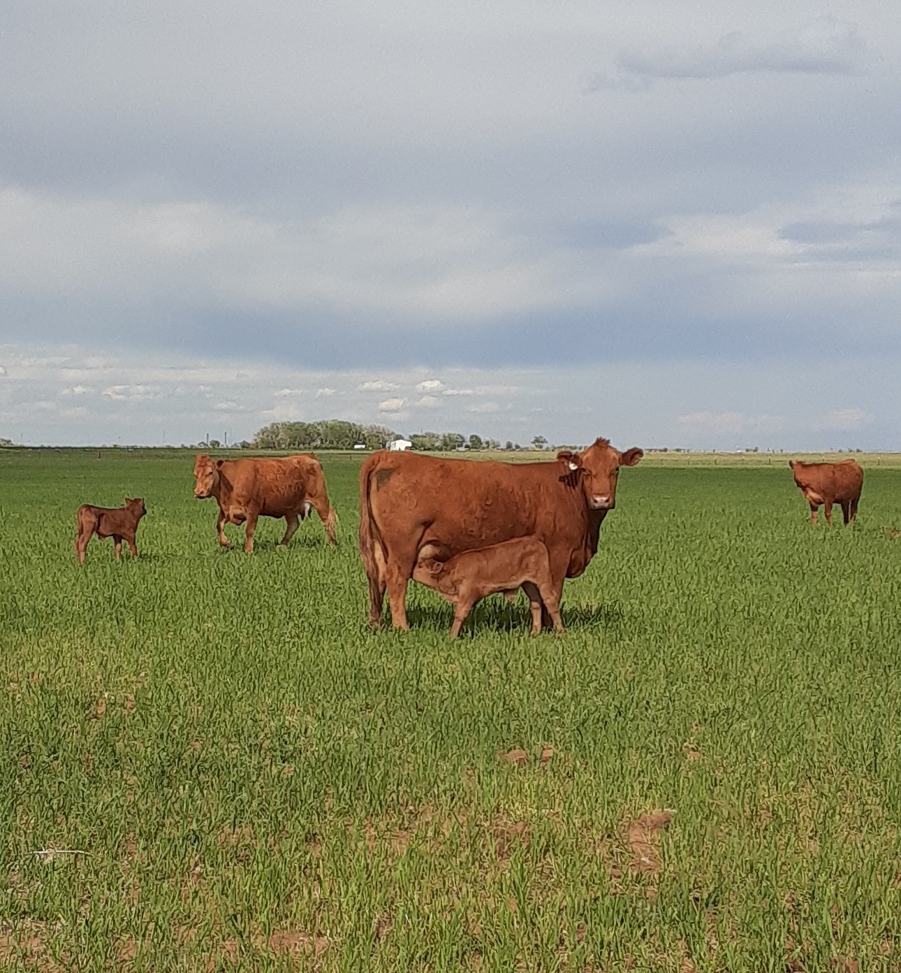 Balancer Cow Bradley County Jr Livestock | Bradley County
